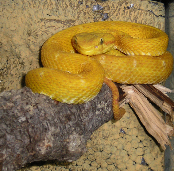 [Bild: B.Schlegelii.f1.jpg]