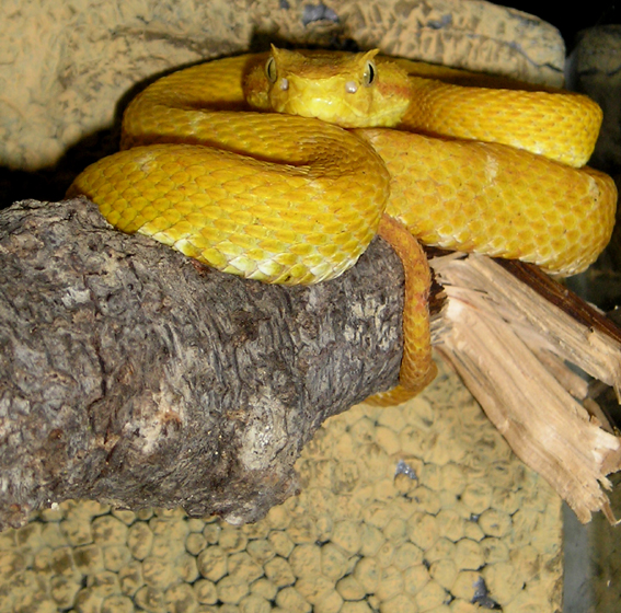 [Bild: B.Schlegelii.f2.jpg]
