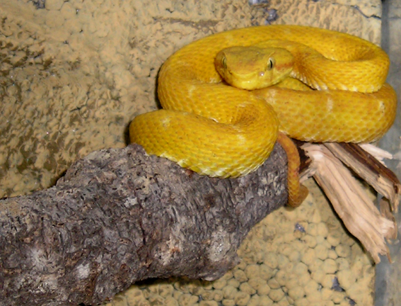 [Bild: B.Schlegelii.f3.jpg]