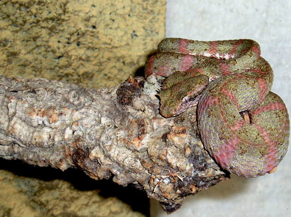 [Bild: B.Schlegelii.m1.jpg]