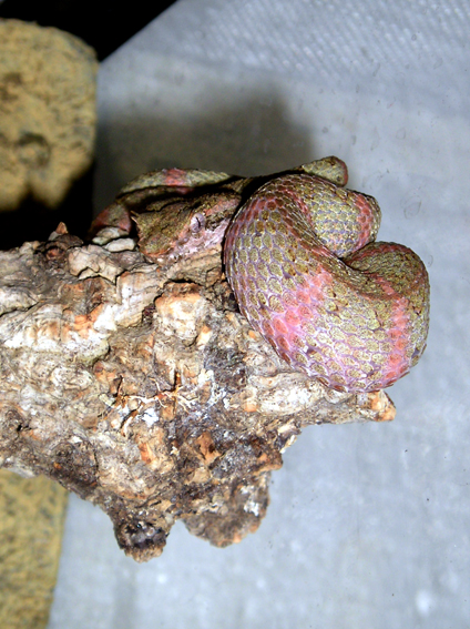 [Bild: B.Schlegelii.m2.jpg]