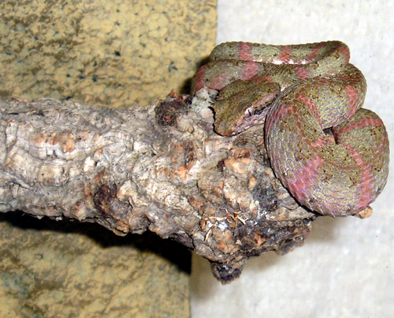 [Bild: B.Schlegelii.m3.jpg]